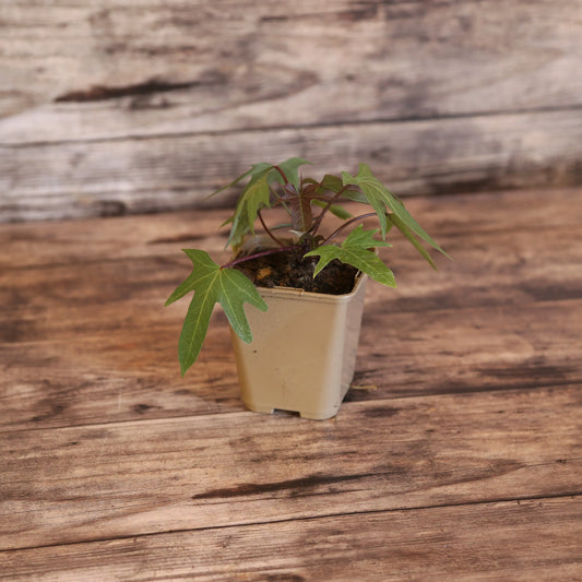 Plant de patate douce sakura bio – La Ferme de Sainte Marthe