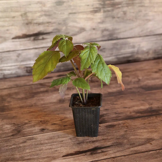 Plant de patchouli – La Ferme de Sainte Marthe