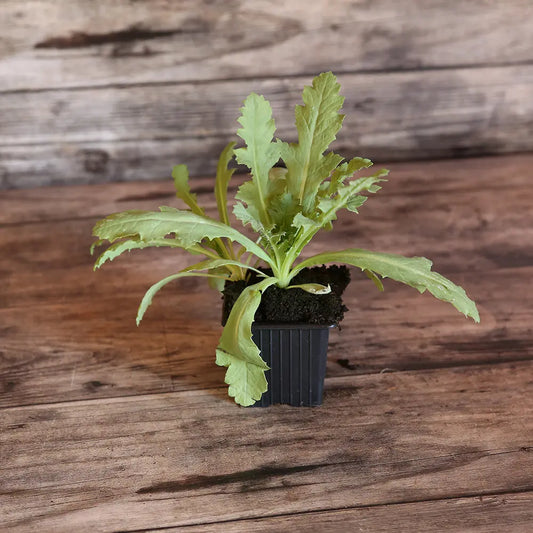 Plant de pavot lauren's grape bio – La Ferme de Sainte Marthe