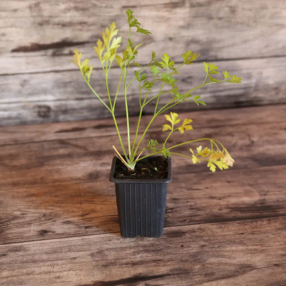 Plant de persil plat commun 2 bio – La Ferme de Sainte Marthe