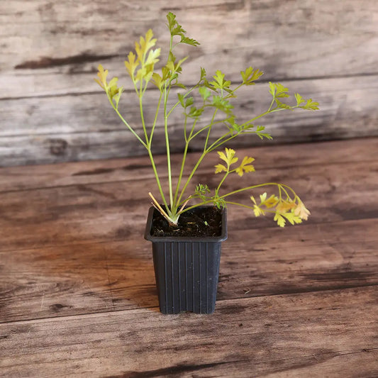 Plant de persil plat commun 2 bio – La Ferme de Sainte Marthe