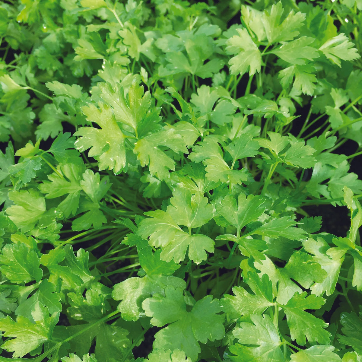 Plant de persil plat commun 2 bio – La Ferme de Sainte Marthe