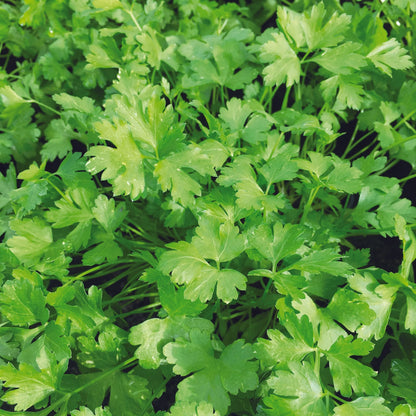 Plant de persil plat commun 2 bio – La Ferme de Sainte Marthe
