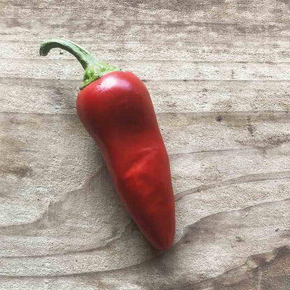Plant de piment basque gorria bio – La Ferme de Sainte Marthe