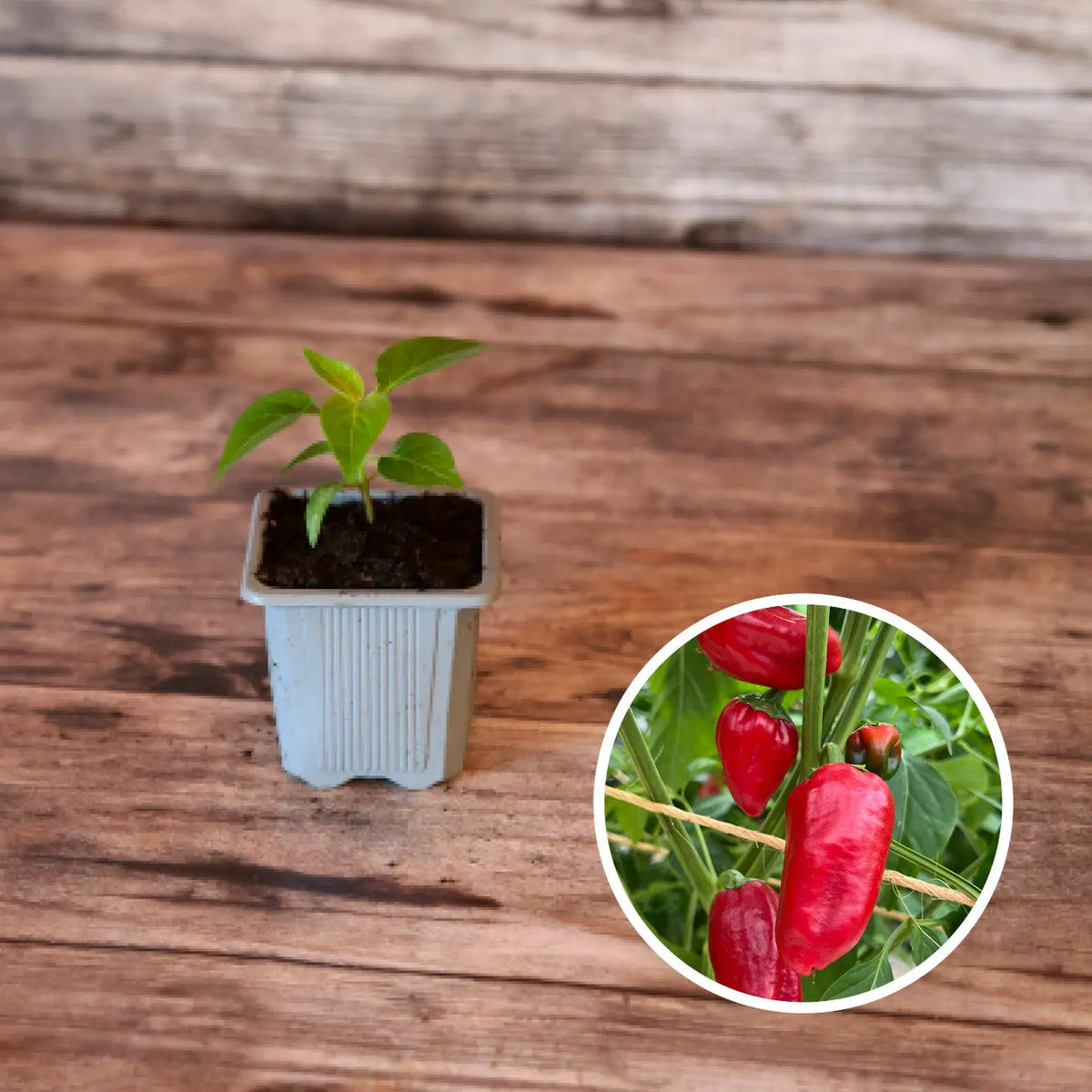 Plant de piment padron bio – La Ferme de Sainte Marthe