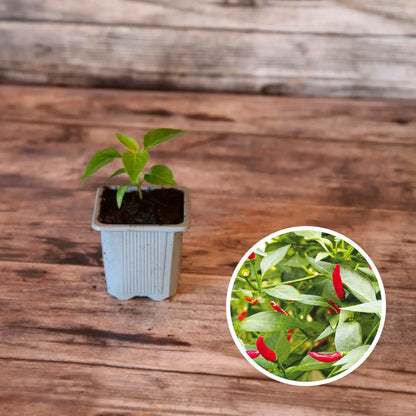 Plant de piment sucette de provence bio – La Ferme de Sainte Marthe