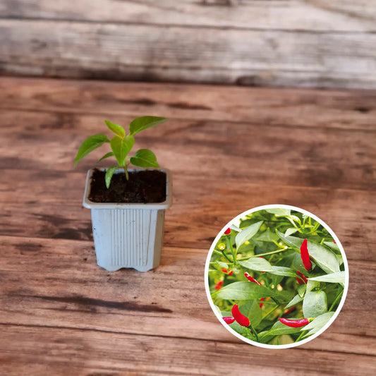 Plant de piment sucette de provence bio – La Ferme de Sainte Marthe