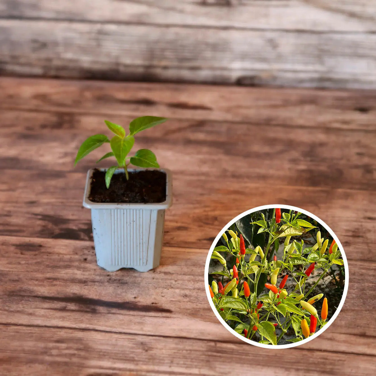 Plant de piment tabasco bio – La Ferme de Sainte Marthe