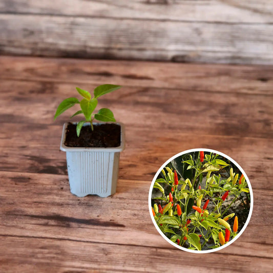 Plant de piment tabasco bio – La Ferme de Sainte Marthe
