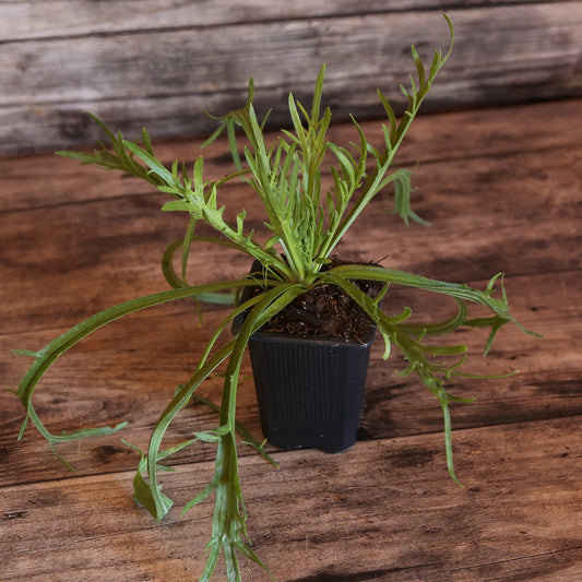 Plant de plantain corne de cerf bio – La Ferme de Sainte Marthe