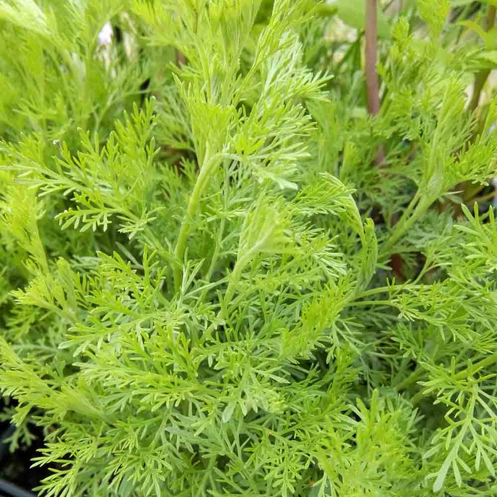 Plant de plante cola bio – La Ferme de Sainte Marthe