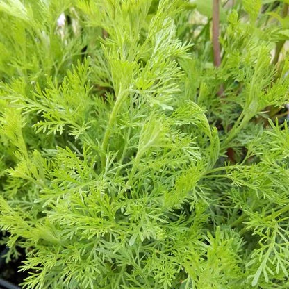 Plant de plante cola bio – La Ferme de Sainte Marthe
