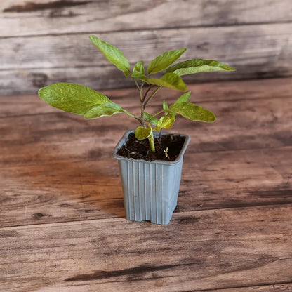Plant de poire melon bio – La Ferme de Sainte Marthe