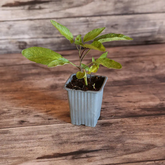 Plant de poire melon bio – La Ferme de Sainte Marthe