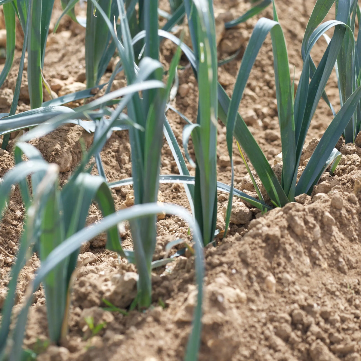 Plant de poireau portura – La Ferme de Sainte Marthe