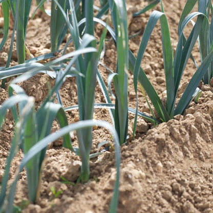 Plant de poireau portura – La Ferme de Sainte Marthe