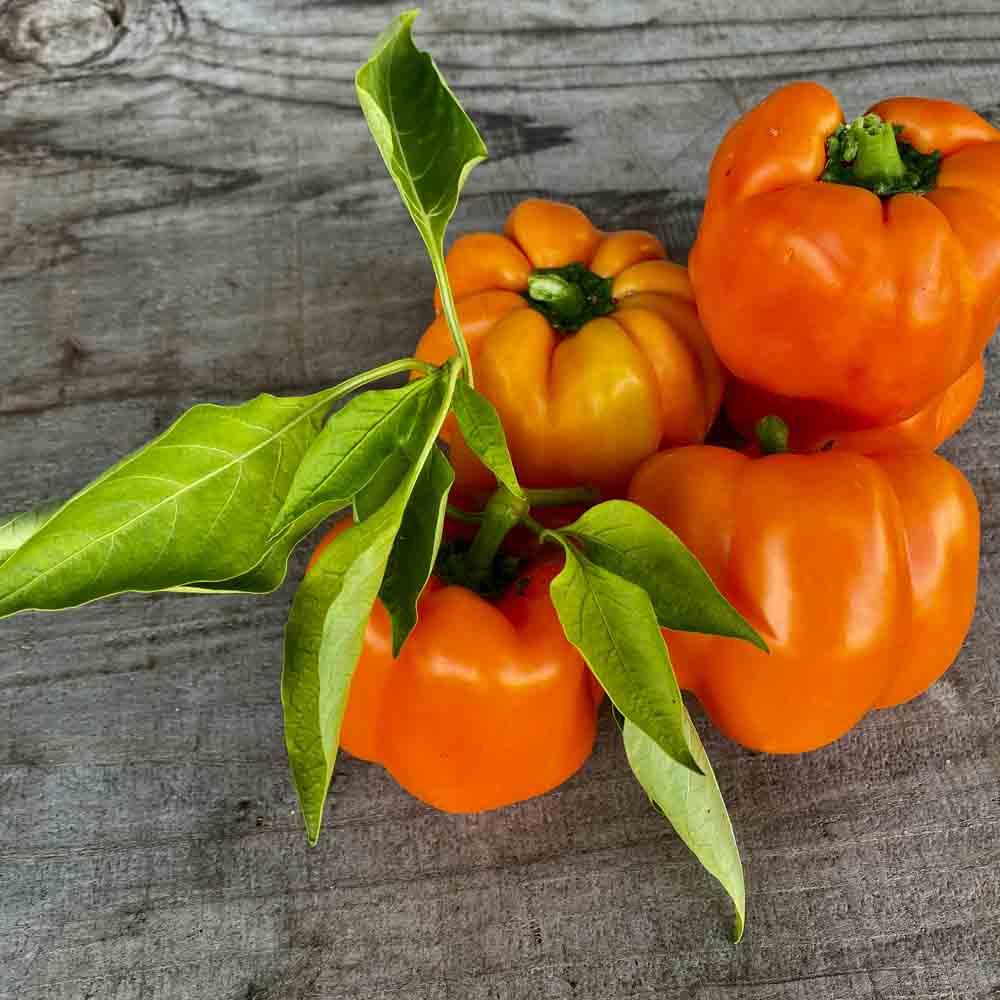 Plant de poivron california orange wonder bio – La Ferme de Sainte Marthe