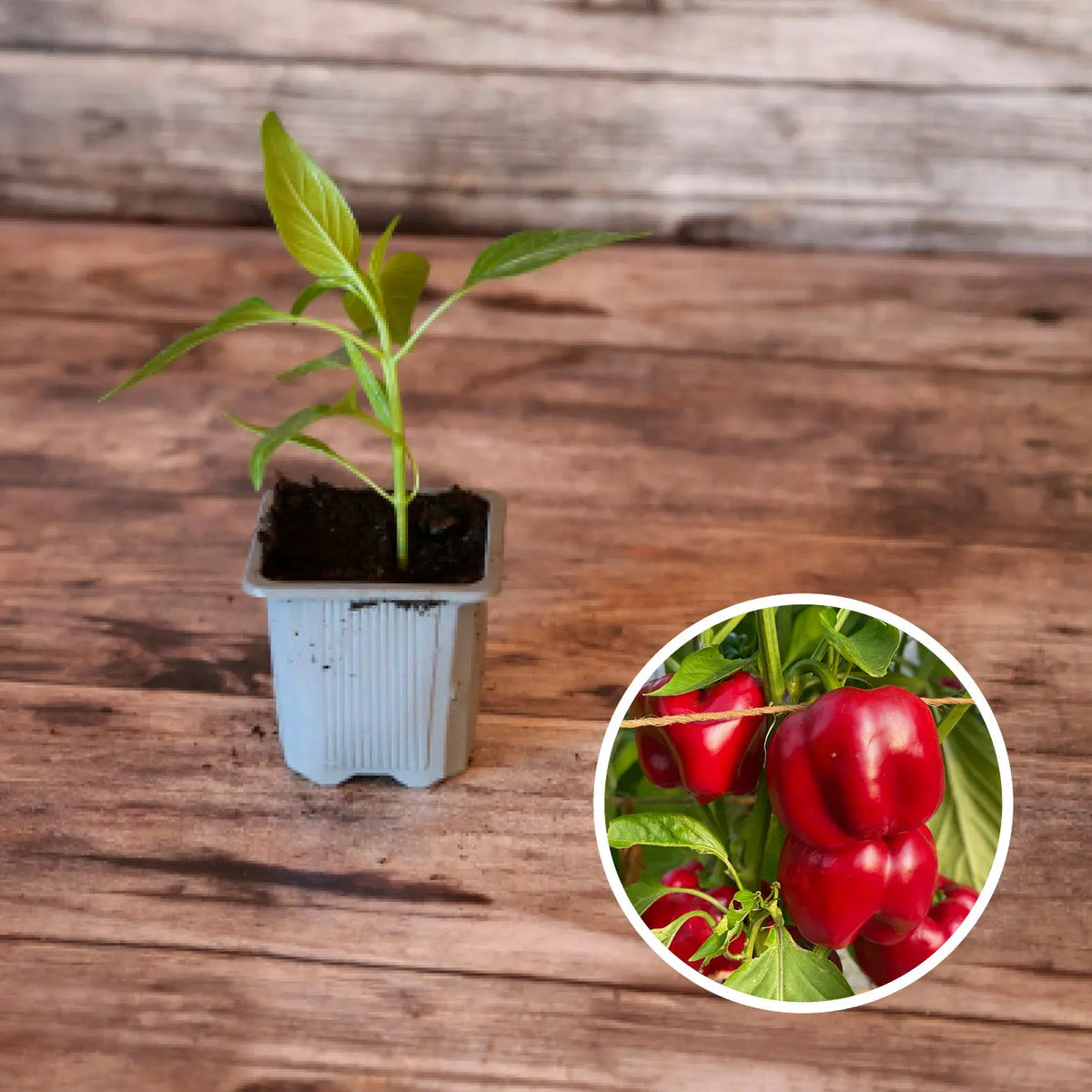 Plant de poivron carré d'asti rouge bio – La Ferme de Sainte Marthe
