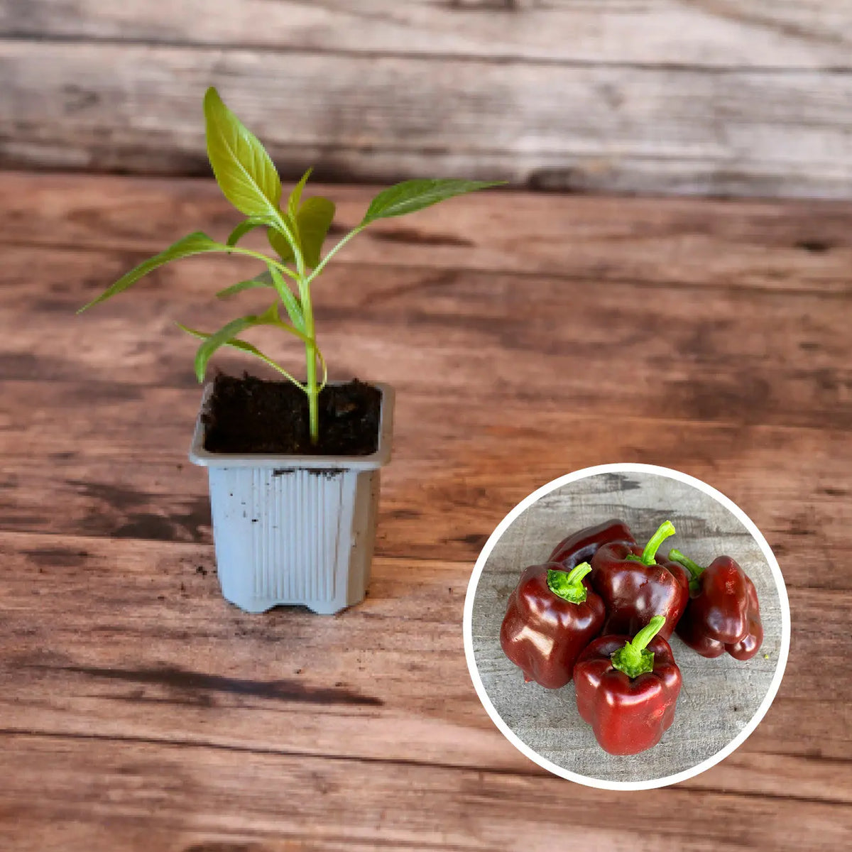 Plant de poivron doux chocolat bio – La Ferme de Sainte Marthe
