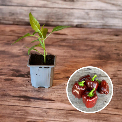 Plant de poivron doux chocolat bio – La Ferme de Sainte Marthe