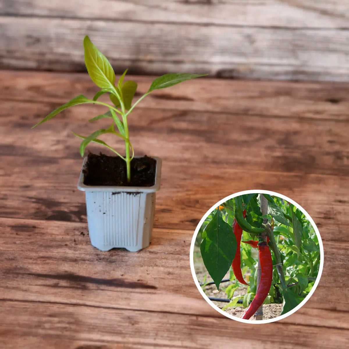Plant de poivron doux des landes bio – La Ferme de Sainte Marthe
