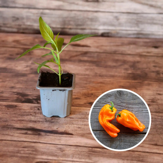 Plant de poivron petit marseillais bio – La Ferme de Sainte Marthe