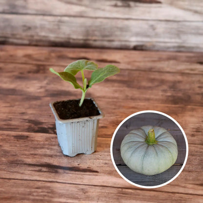 Plant de potiron bleu de hongrie bio – La Ferme de Sainte Marthe
