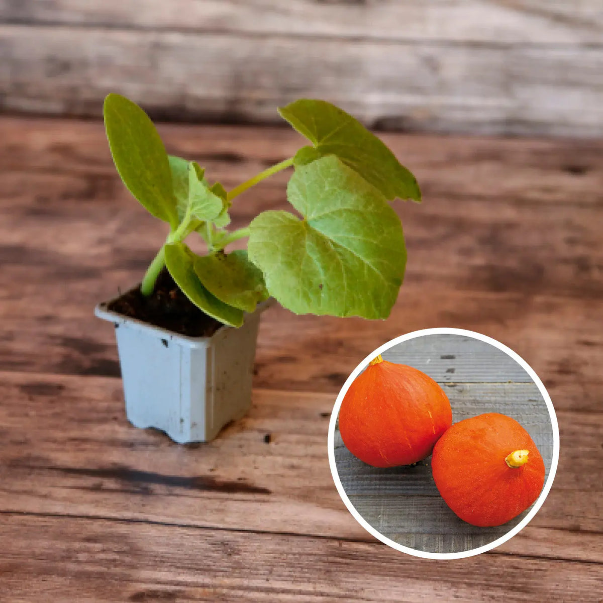 Plant de potiron potimarron bio – La Ferme de Sainte Marthe