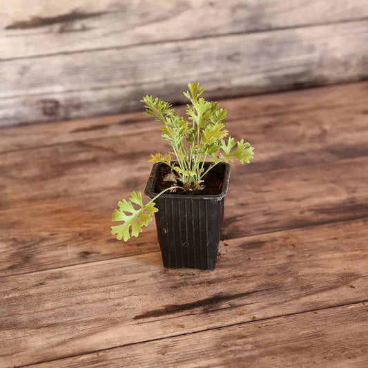 Plant de pyrèthre de dalmatie bio – La Ferme de Sainte Marthe