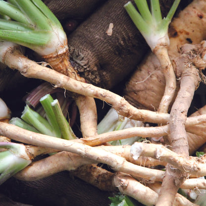 Plant de raifort bio – La Ferme de Sainte Marthe