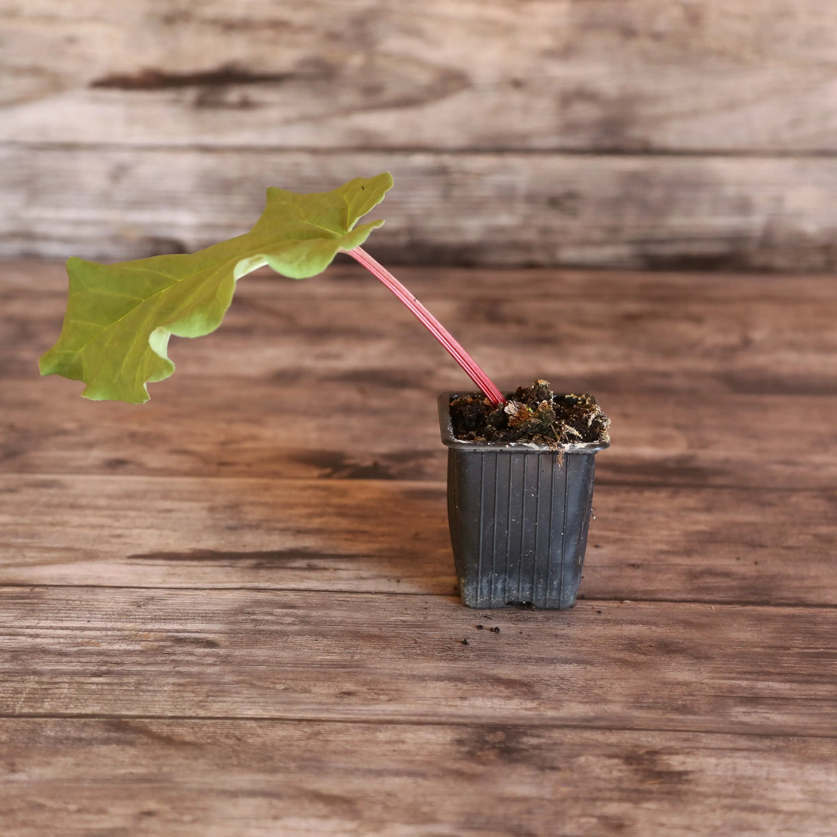 Plant de rhubarbe glaskins perpetual bio – La Ferme de Sainte Marthe