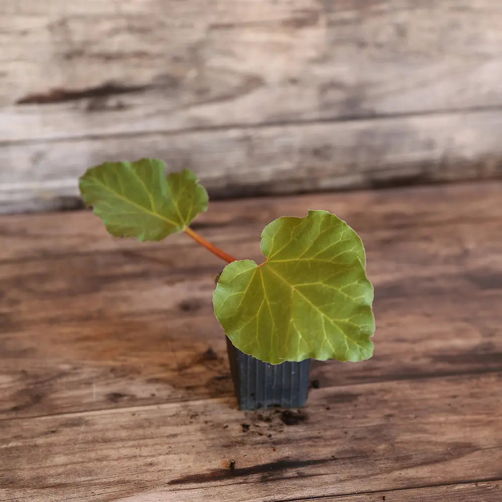 Plant de rhubarbe victoria bio – La Ferme de Sainte Marthe
