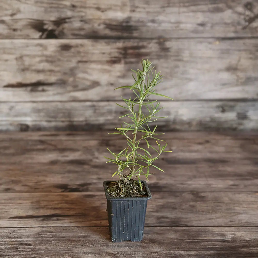 Plant de romarin arbustif bio – La Ferme de Sainte Marthe