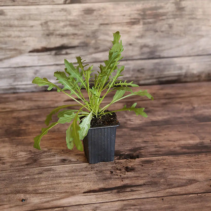 Plant de roquette sauvage bio – La Ferme de Sainte Marthe