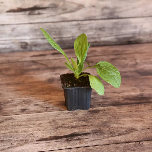 Plant de rudbeckia chocolate orange bio – La Ferme de Sainte Marthe