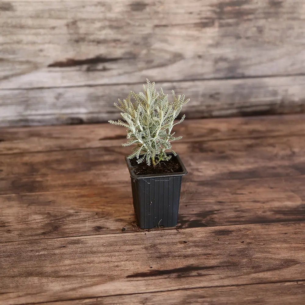 Plant de santoline argentée bio – La Ferme de Sainte Marthe