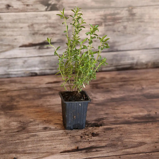 Plant de sarriette bio – La Ferme de Sainte Marthe