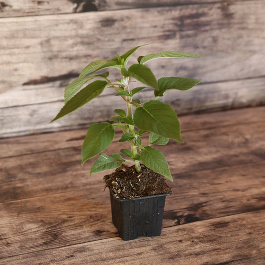 Plant de sauge elegans ananas bio – La Ferme de Sainte Marthe