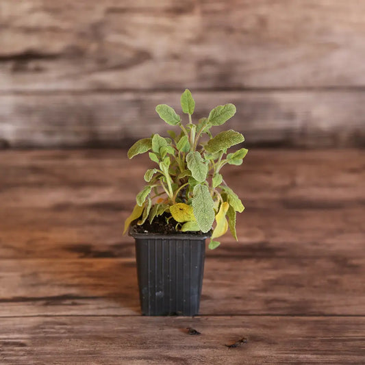 Plant de sauge officinale bio – La Ferme de Sainte Marthe