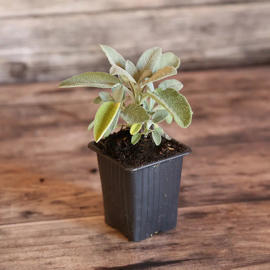 Plant de sauge officinale à larges feuilles berggarten bio – La Ferme de Sainte Marthe
