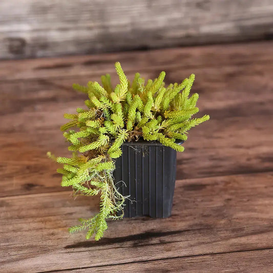 Plant de sedum acre poivre des murailles bio – La Ferme de Sainte Marthe