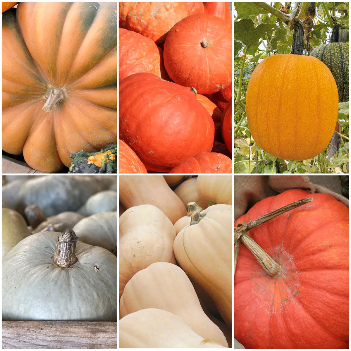 Sélection « courge-moi si tu peux » – La Ferme de Sainte Marthe