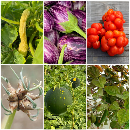 Sélection « curiosités à planter » – La Ferme de Sainte Marthe
