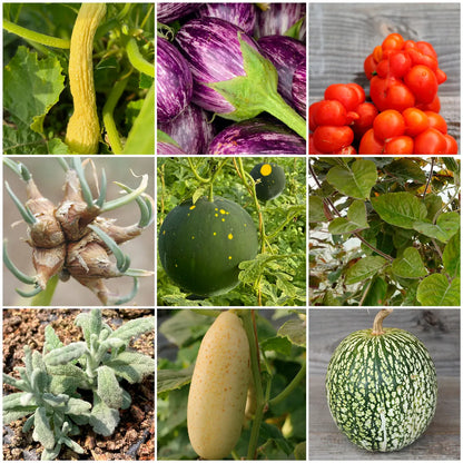 Sélection « grandes curiosités à planter » – La Ferme de Sainte Marthe