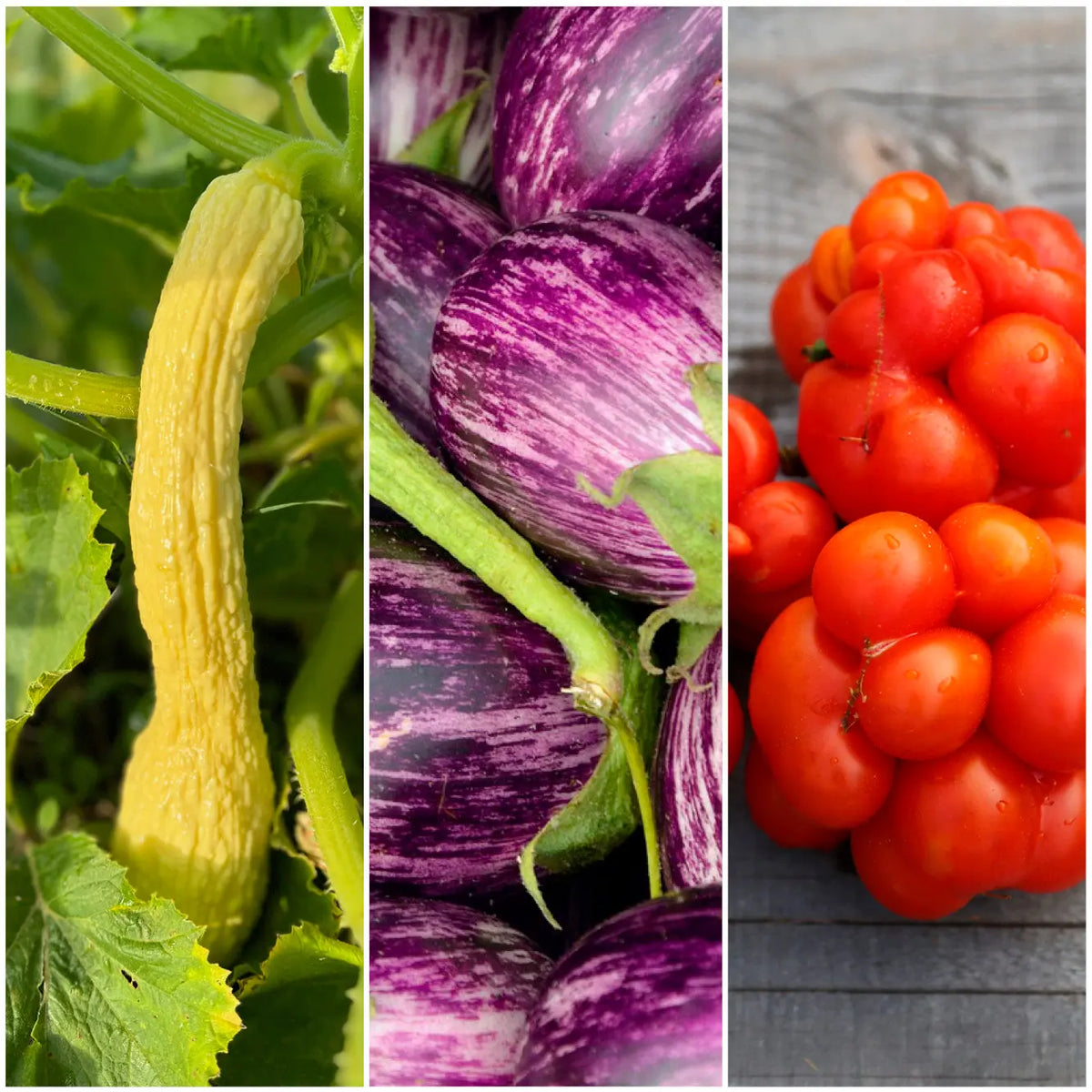 Sélection « petites curiosités à planter » – La Ferme de Sainte Marthe