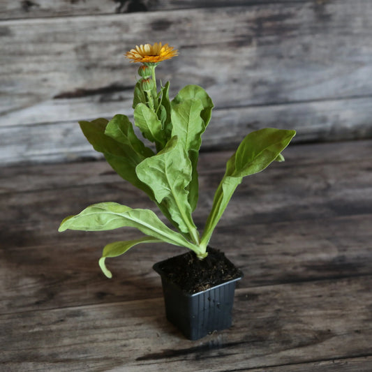 Plant de souci corniche d'or bio – La Ferme de Sainte Marthe