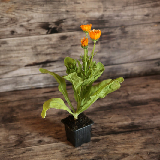 Plant de souci pink surprise bio – La Ferme de Sainte Marthe