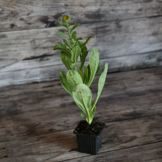 Plant de souci snow princess bio – La Ferme de Sainte Marthe