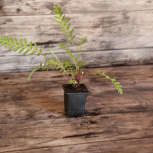 Plant de tanaisie bio – La Ferme de Sainte Marthe
