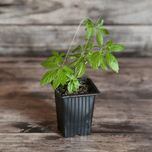 Plant de thé de l'immortalité ou jiaogulan bio – La Ferme de Sainte Marthe